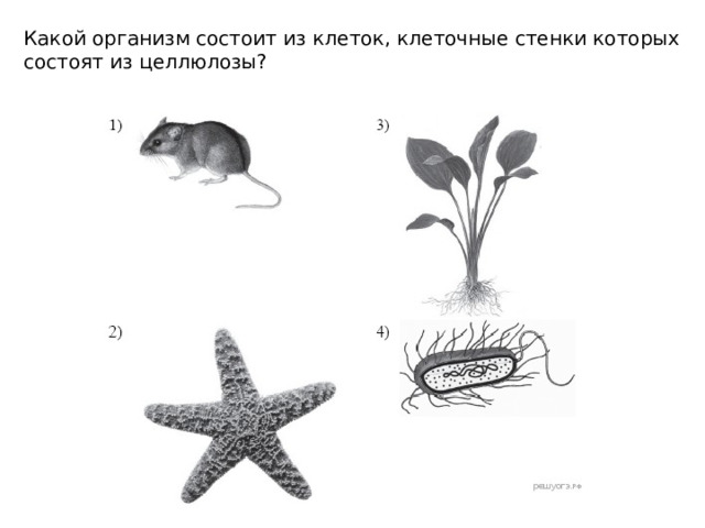 Какой организм состоит из клеток, клеточные стенки которых состоят из целлюлозы? 