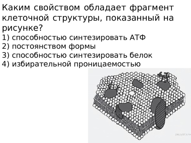 Каким свойством обладает фрагмент клеточной структуры, показанный на рисунке? 1) способностью синтезировать АТФ 2) постоянством формы 3) способностью синтезировать белок 4) избирательной проницаемостью 