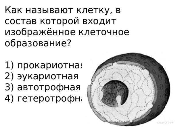 Как называют клетку, в состав которой входит изображённое клеточное образование?   1) прокариотная 2) эукариотная 3) автотрофная 4) гетеротрофная 