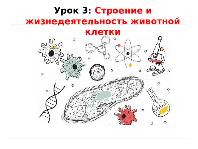 Урок 3: Строение и жизнедеятельность животной клетки 