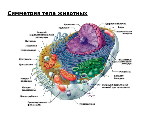 Симметрия тела животных 
