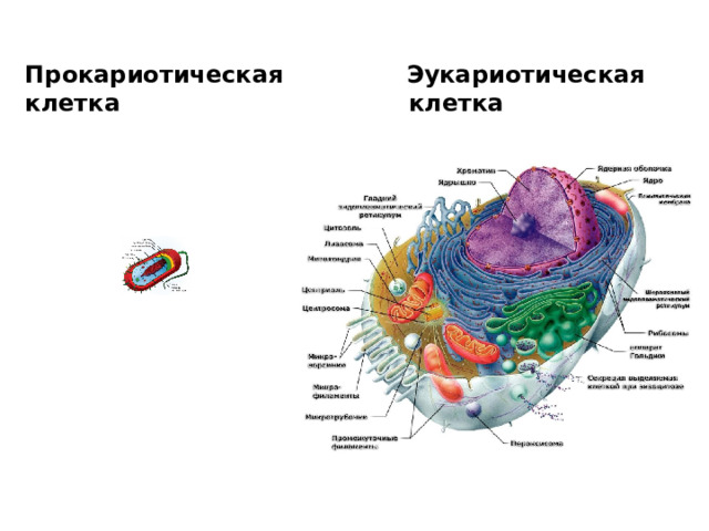 Прокариотическая Эукариотическая клетка клетка 