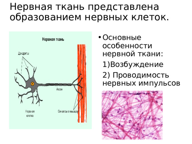  Нервная ткань представлена образованием нервных клеток.    Основные особенности нервной ткани: 1)Возбуждение 2) Проводимость нервных импульсов    