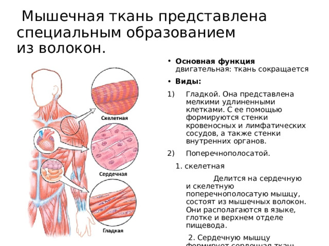    Мышечная ткань представлена специальным образованием из волокон.    Основная функция двигательная: ткань сокращается Виды: Гладкой. Она представлена мелкими удлиненными клетками. С ее помощью формируются стенки кровеносных и лимфатических сосудов, а также стенки внутренних органов. Поперечнополосатой. 1. скелетная  Делится на сердечную и скелетную поперечнополосатую мышцу, состоят из мышечных волокон. Они располагаются в языке, глотке и верхнем отделе пищевода.  2. Сердечную мышцу формирует сердечная ткань.     