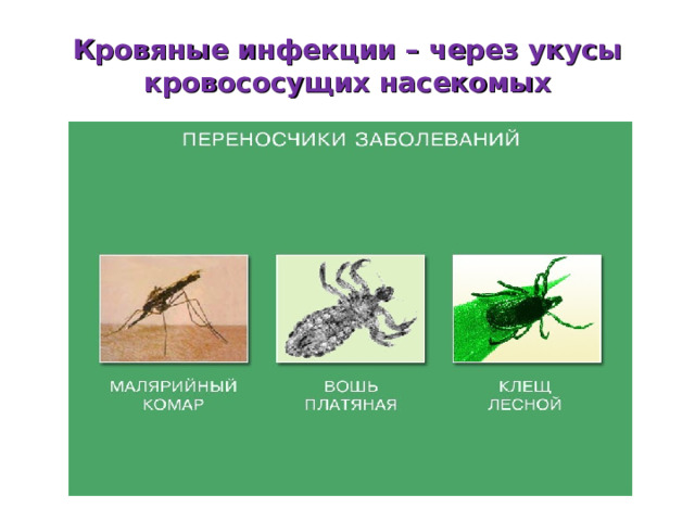Кровяные инфекции – через укусы кровососущих насекомых 
