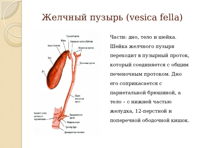 Желчный пузырь (vesica fella) Части: дно, тело и шейка. Шейка желчного пузыря переходит в пузырный проток, который соединяется с общим печеночным протоком. Дно его соприкасается с париетальной брюшиной, а тело – с нижней частью желудка, 12-перстной и поперечной ободочной кишок. 