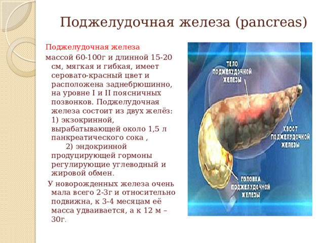 Поджелудочная железа (pancreas) Поджелудочная железа массой 60-100г и длинной 15-20 см, мягкая и гибкая, имеет серовато-красный цвет и расположена заднебрюшинно, на уровне I и II поясничных позвонков. Поджелудочная железа состоит из двух желёз: 1) экзокринной, вырабатывающей около 1,5 л панкреатического сока , 2) эндокринной продуцирующей гормоны регулирующие углеводный и жировой обмен .  У новорожденных железа очень мала всего 2-3г и относительно подвижна, к 3-4 месяцам её масса удваивается, а к 12 м – 30г . 