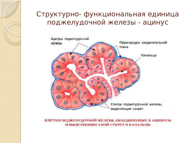 Структурно- функциональная единица поджелудочной железы - ацинус 