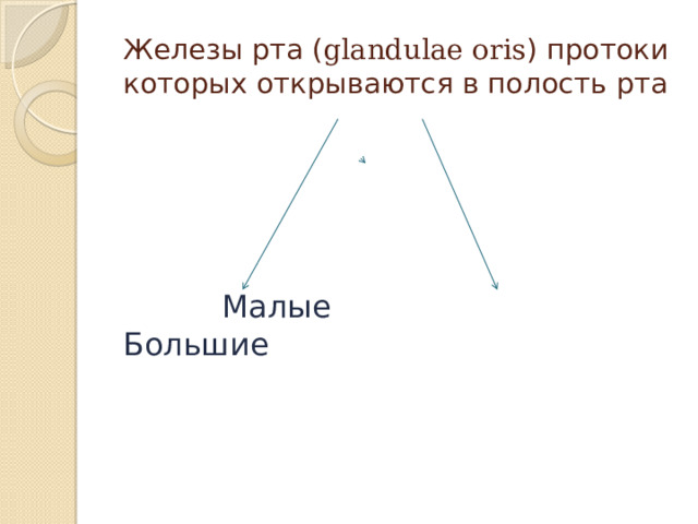 Железы рта ( glandulae oris ) протоки которых открываются в полость рта  Малые Большие 