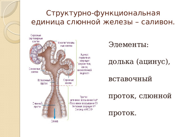 Структурно-функциональная единица слюнной железы – саливон. Элементы: долька (ацинус), вставочный проток, слюнной проток.   