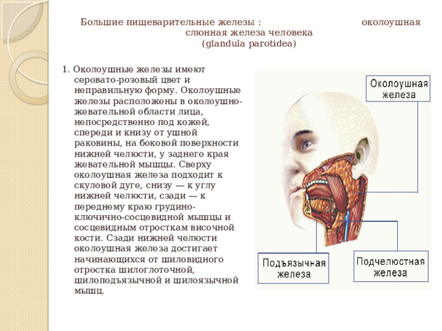 Большие пищеварительные железы : околоушная слюнная железа человека  (glandula parotidea) 1. Околоушные железы имеют серовато-розовый цвет и неправильную форму. Околоушные железы расположены в околоушно-жевательной области лица, непосредственно под кожей, спереди и книзу от ушной раковины, на боковой поверхности нижней челюсти, у заднего края жевательной мышцы. Сверху околоушная железа подходит к скуловой дуге, снизу — к углу нижней челюсти, сзади — к переднему краю грудино-ключично-сосцевидной мышцы и сосцевидным отросткам височной кости. Сзади нижней челюсти околоушная железа достигает начинающихся от шиловидного отростка шилоглоточной, шилоподъязычной и шилоязычной мышц. 