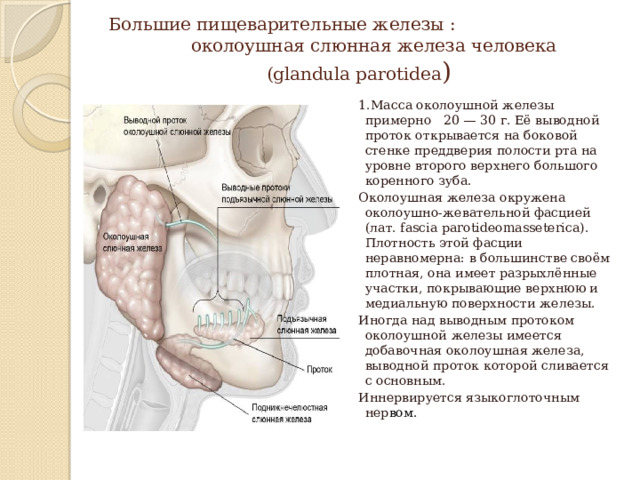 Большие пищеварительные железы : околоушная слюнная железа человека  (glandula parotidea ) 1.Масса околоушной железы примерно 20 — 30 г. Её выводной проток открывается на боковой стенке преддверия полости рта на уровне второго верхнего большого коренного зуба. Околоушная железа окружена околоушно-жевательной фасцией (лат. fascia parotideomasseterica). Плотность этой фасции неравномерна: в большинстве своём плотная, она имеет разрыхлённые участки, покрывающие верхнюю и медиальную поверхности железы. Иногда над выводным протоком околоушной железы имеется добавочная околоушная железа, выводной проток которой сливается с основным. Иннервируется языкоглоточным нер вом. 