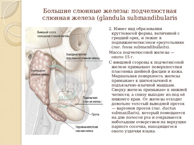 Большие слюнные железы: подчелюстная слюнная железа (glandula submandibularis 2. Имеет вид образования кругловатой формы, величиной с грецкий орех, и лежит в поднижнечелюстном треугольнике (лат. fossa submandibullaris). Масса подчелюстной железы — около 15 г. С внешней стороны к подчелюстной железе примыкает поверхностная пластинка шейной фасции и кожа. Медиальная поверхность железы примыкает к шилоязычной и подъязычно-язычной мышцам. Сверху железа примыкает к нижней челюсти, а снизу выходит из-под её нижнего края. От железы отходит довольно толстый выводной проток — вартонов проток (лат. ductus submaxillaris), который помещается на дне полости рта и открывается небольшим отверстием на верхушке парного сосочка, находящегося около уздечки языка. 