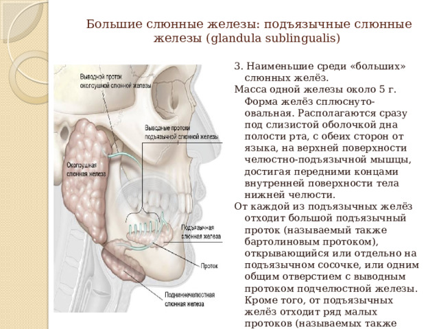 Большие слюнные железы: подъязычные слюнные железы (glandula sublingualis) 3. Наименьшие среди «больших» слюнных желёз. Масса одной железы около 5 г. Форма желёз сплюснуто-овальная. Располагаются сразу под слизистой оболочкой дна полости рта, с обеих сторон от языка, на верхней поверхности челюстно-подъязычной мышцы, достигая передними концами внутренней поверхности тела нижней челюсти. От каждой из подъязычных желёз отходит большой подъязычный проток (называемый также бартолиновым протоком), открывающийся или отдельно на подъязычном сосочке, или одним общим отверстием с выводным протоком подчелюстной железы. Кроме того, от подъязычных желёз отходит ряд малых протоков (называемых также ривинусовскими или бахмановскими протоками), большинство из которых открывается на подъязычной складке. 