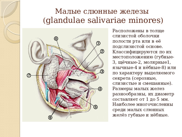 Малые слюнные железы  ( glandulae salivariae minores ) Расположены в толще слизистой оболочки полости рта или в её подслизистой основе. Классифицируются по их местоположению (губные-3, щёчные-2, молярные1, язычные-4 и нёбные-8) или по характеру выделяемого секрета (серозные, слизистые и смешанные). Размеры малых желез разнообразны, их диаметр составляет от 1 до 5 мм. Наиболее многочисленны среди малых слюнных желёз губные и нёбные. 