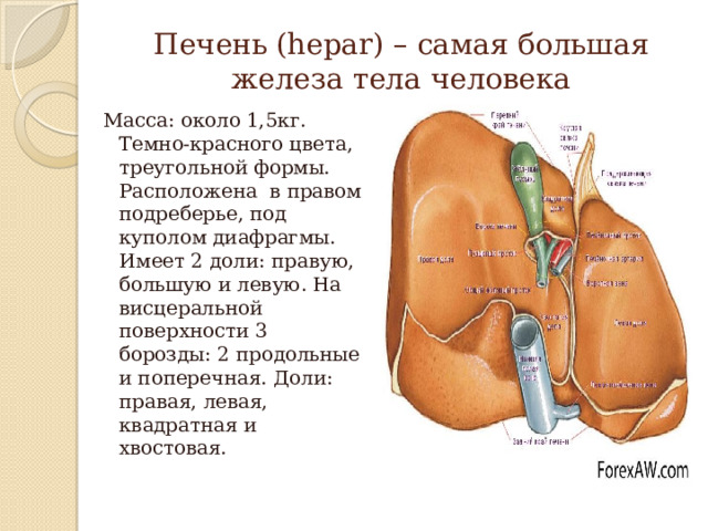 Печень (hepar) – самая большая железа тела человека Масса: около 1,5кг. Темно-красного цвета, треугольной формы. Расположена в правом подреберье, под куполом диафрагмы. Имеет 2 доли: правую, большую и левую. На висцеральной поверхности 3 борозды: 2 продольные и поперечная. Доли: правая, левая, квадратная и хвостовая. 