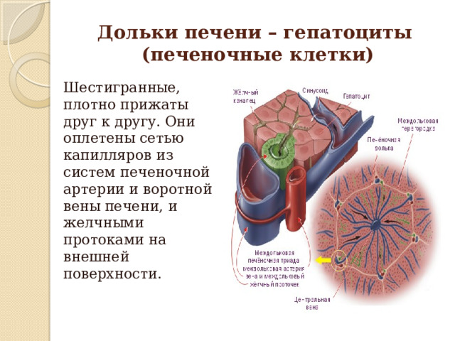 Дольки печени – гепатоциты  (печеночные клетки) Шестигранные, плотно прижаты друг к другу. Они оплетены сетью капилляров из систем печеночной артерии и воротной вены печени, и желчными протоками на внешней поверхности. 