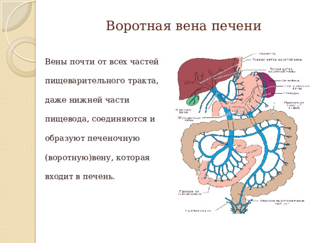 Воротная вена печени Вены почти от всех частей пищеварительного тракта, даже нижней части пищевода, соединяются и образуют печеночную (воротную)вену, которая входит в печень. 