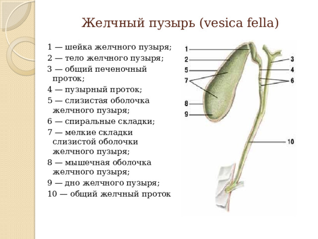 Желчный пузырь (vesica fella) 1 — шейка желчного пузыря; 2 — тело желчного пузыря; 3 — общий печеночный проток; 4 — пузырный проток; 5 — слизистая оболочка желчного пузыря; 6 — спиральные складки; 7 — мелкие складки слизистой оболочки желчного пузыря; 8 — мышечная оболочка желчного пузыря; 9 — дно желчного пузыря; 10 — общий желчный проток 