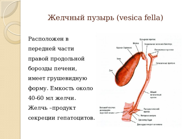 Желчный пузырь (vesica fella) Расположен в передней части правой продольной борозды печени, имеет грушевидную форму. Емкость около 40-60 мл желчи. Желчь –продукт секреции гепатоцитов. 