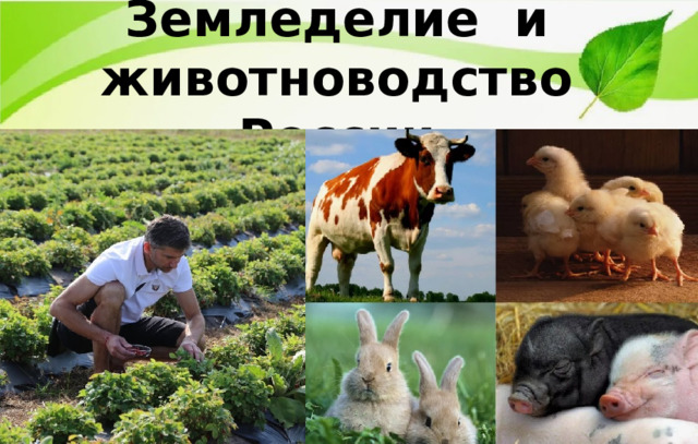 Земледелие и животноводство России 