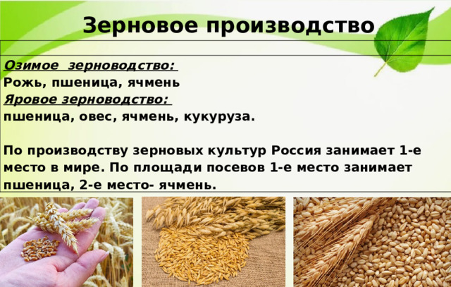 Зерновое производство Озимое зерноводство: Рожь, пшеница, ячмень Яровое зерноводство: пшеница, овес, ячмень, кукуруза.  По производству зерновых культур Россия занимает 1-е место в мире. По площади посевов 1-е место занимает пшеница, 2-е место- ячмень.  