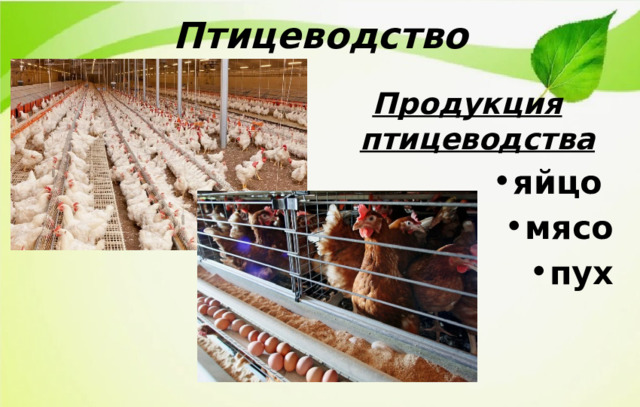Птицеводство Продукция птицеводства яйцо мясо пух 