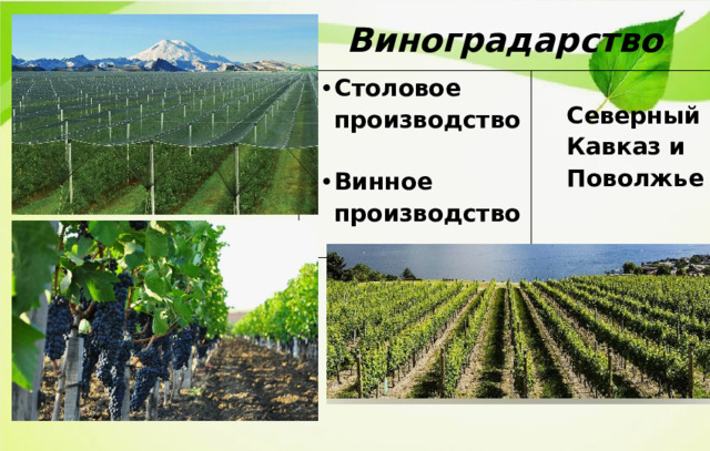 Виноградарство Столовое производство   Винное производство Северный Кавказ и Поволжье 