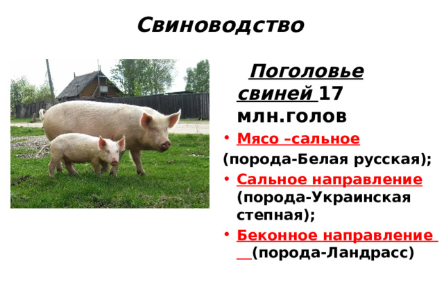 Свиноводство  Поголовье свиней 17 млн.голов Мясо –сальное  (порода-Белая русская); Сальное направление (порода-Украинская степная); Беконное направление (порода-Ландрасс) 