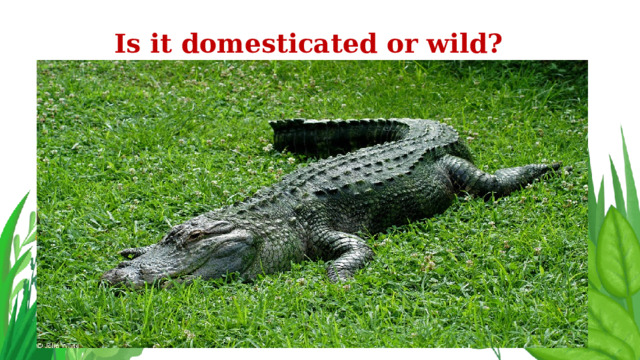 Is it domesticated or wild? 