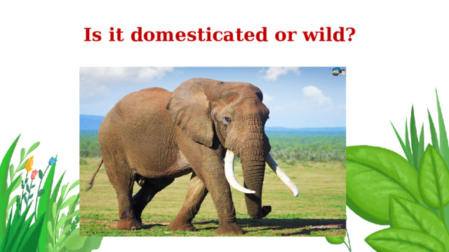 Is it domesticated or wild? 