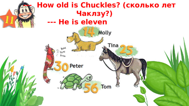  --- How old is Chuckles? (сколько лет Чаклзу?)  --- He is eleven 