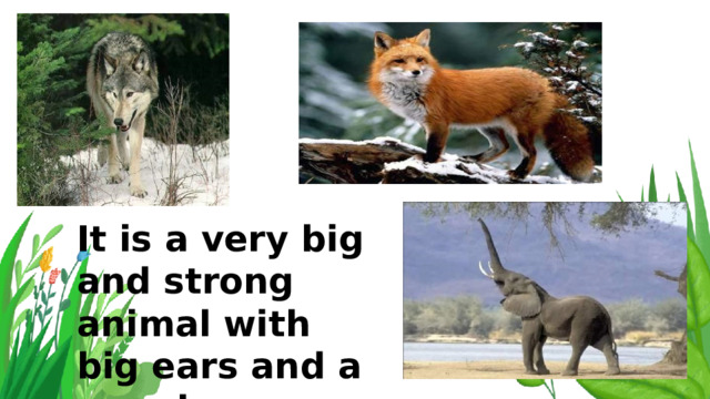 It is a very big and strong animal with big ears and a very long nose. 