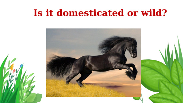 Is it domesticated or wild? 