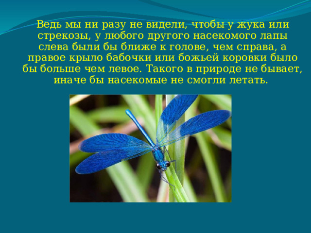 Ведь мы ни разу не видели, чтобы у жука или стрекозы, у любого другого насекомого лапы слева были бы ближе к голове, чем справа, а правое крыло бабочки или божьей коровки было бы больше чем левое. Такого в природе не бывает, иначе бы насекомые не смогли летать. 