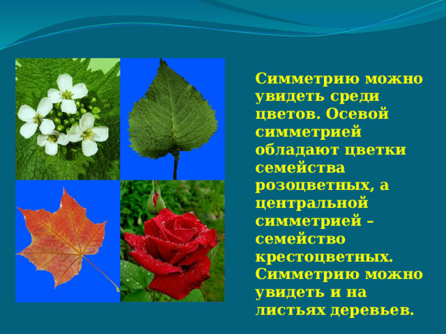  Симметрию можно увидеть среди цветов. Осевой симметрией обладают цветки семейства розоцветных, а центральной симметрией – семейство крестоцветных. Симметрию можно увидеть и на листьях деревьев. 