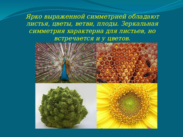 Ярко выраженной симметрией обладают листья, цветы, ветви, плоды. Зеркальная симметрия характерна для листьев, но встречается и у цветов. 
