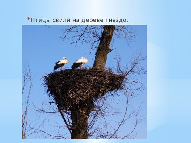 Птицы свили на дереве гнездо. 