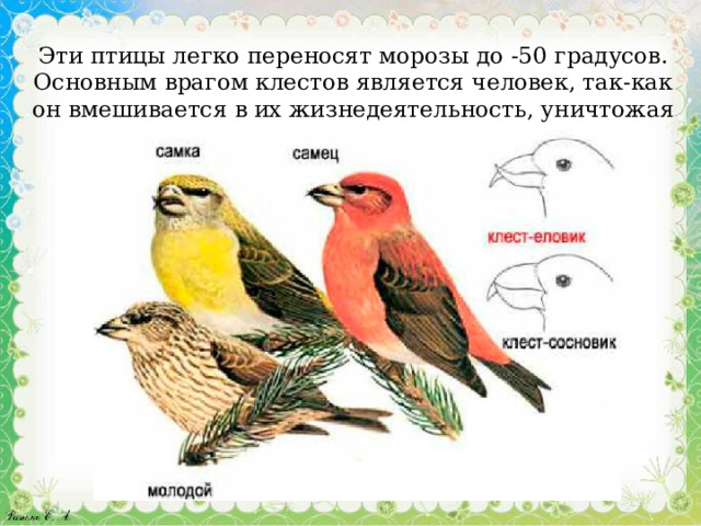 Эти птицы легко переносят морозы до -50 градусов. Основным врагом клестов является человек, так-как он вмешивается в их жизнедеятельность, уничтожая лесные массивы.  