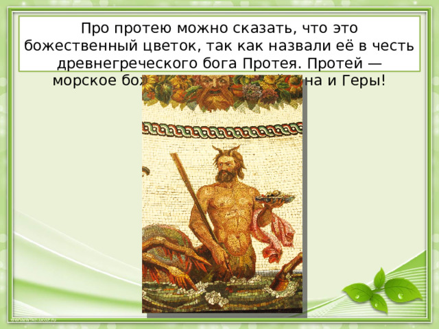 Про протею можно сказать, что это божественный цветок, так как назвали её в честь древнегреческого бога Протея. Протей — морское божество, сын Посейдона и Геры! 