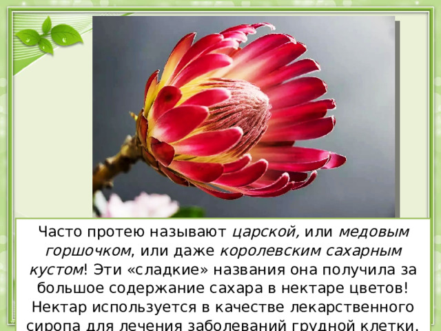 Часто протею называют царской,  или  медовым горшочком , или даже  королевским сахарным кустом ! Эти «сладкие» названия она получила за большое содержание сахара в нектаре цветов! Нектар используется в качестве лекарственного сиропа для лечения заболеваний грудной клетки. А самое интересное это то, что 