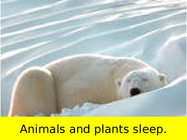 Animals and plants sleep. 
