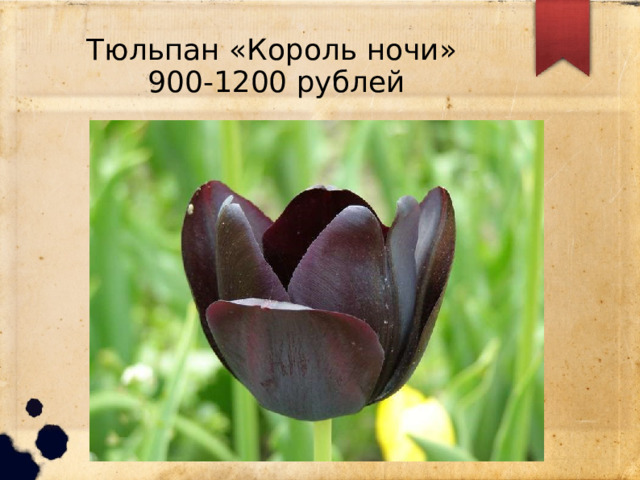 Тюльпан «Король ночи»  900-1200 рублей 