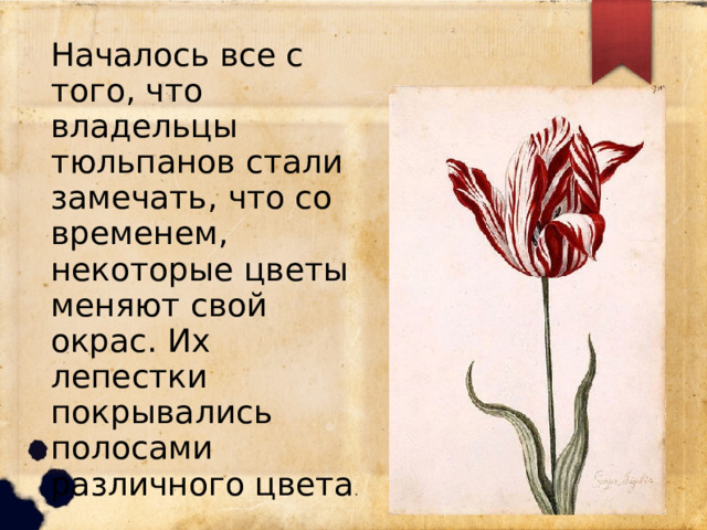 Началось все с того, что владельцы тюльпанов стали замечать, что со временем, некоторые цветы меняют свой окрас. Их лепестки покрывались полосами различного цвета . 