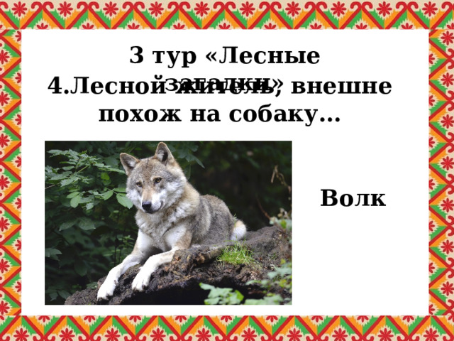 3 тур «Лесные загадки» 4.Лесной житель, внешне похож на собаку… Волк 