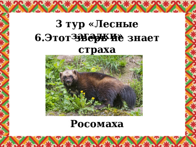 3 тур «Лесные загадки» 6.Этот зверь не знает страха И зовется… Росомаха 