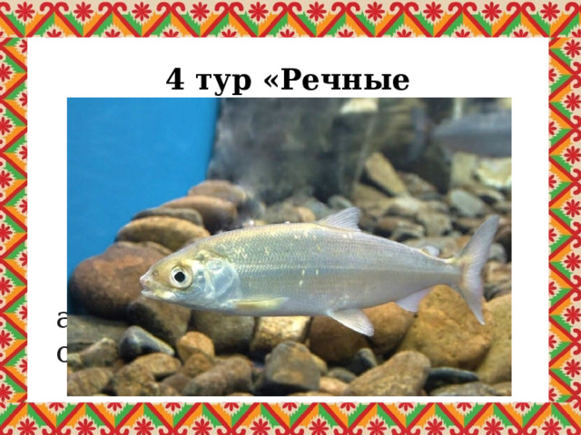 4 тур «Речные жители» Какая рыба занесена в Красную книгу Республики Коми? б)омуль а)карась   в) щука 