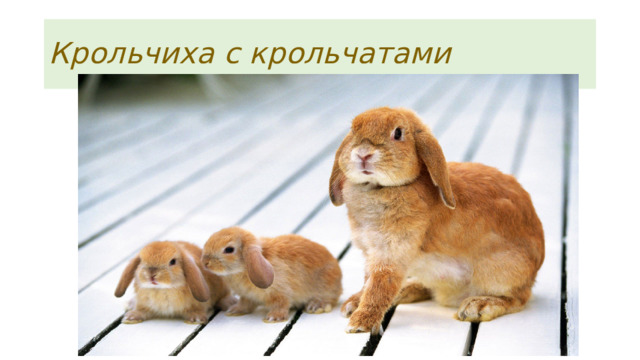 Крольчиха с крольчатами 
