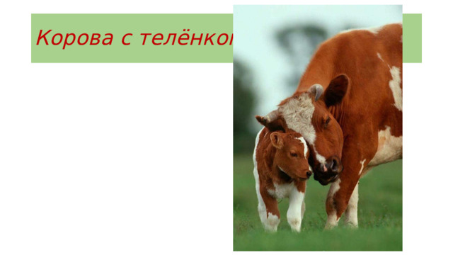 Корова с телёнком 