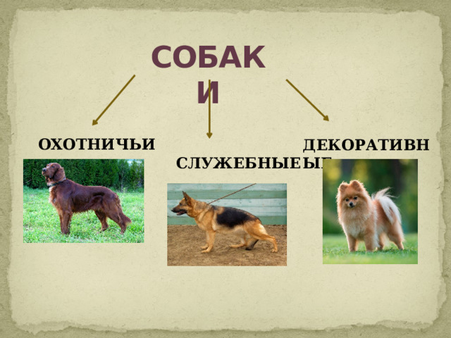 СОБАКИ  ОХОТНИЧЬИ ДЕКОРАТИВНЫЕ  СЛУЖЕБНЫЕ 